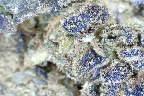 Oreo  by:  Humboldt Farms